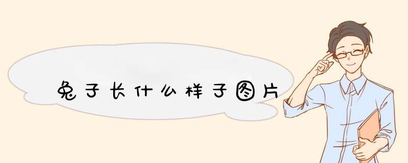 兔子长什么样子图片