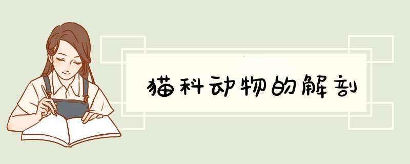 猫科动物的解剖,第1张