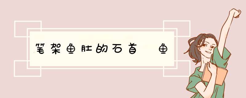 笔架鱼肚的石首鮰鱼