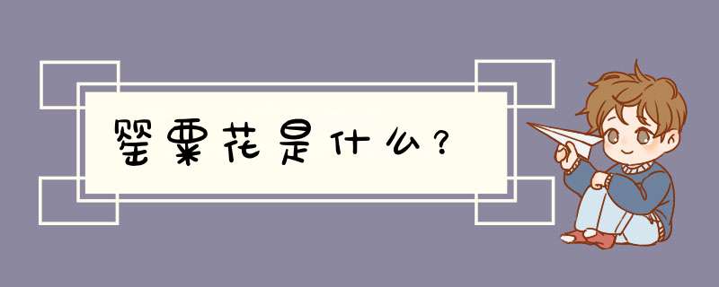罂粟花是什么？,第1张