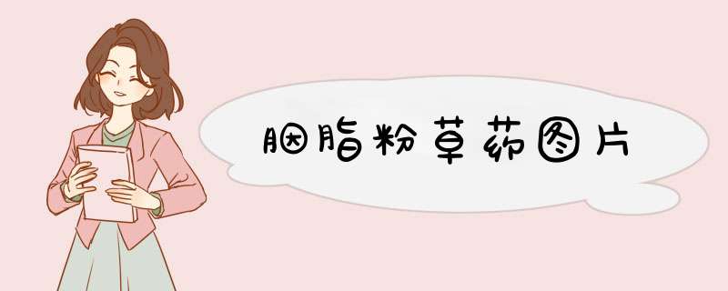 胭脂粉草药图片,第1张
