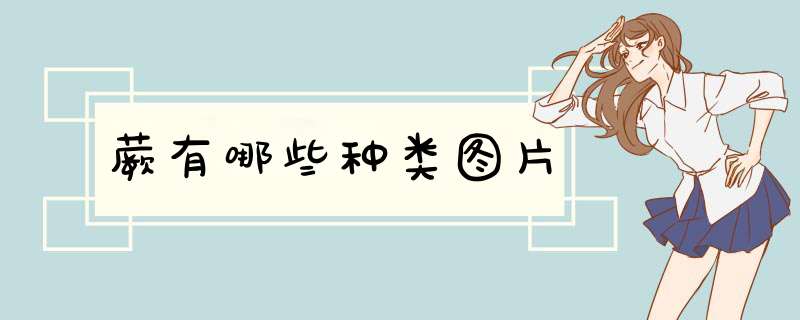 蕨有哪些种类图片,第1张