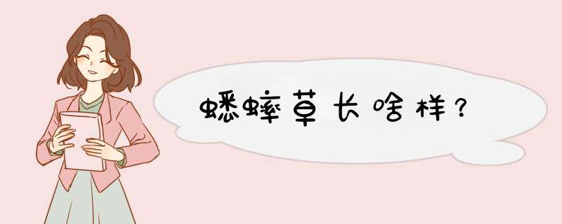 蟋蟀草长啥样？