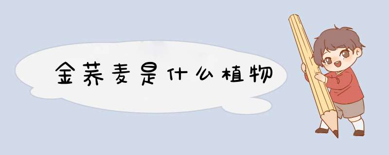 金荞麦是什么植物,第1张