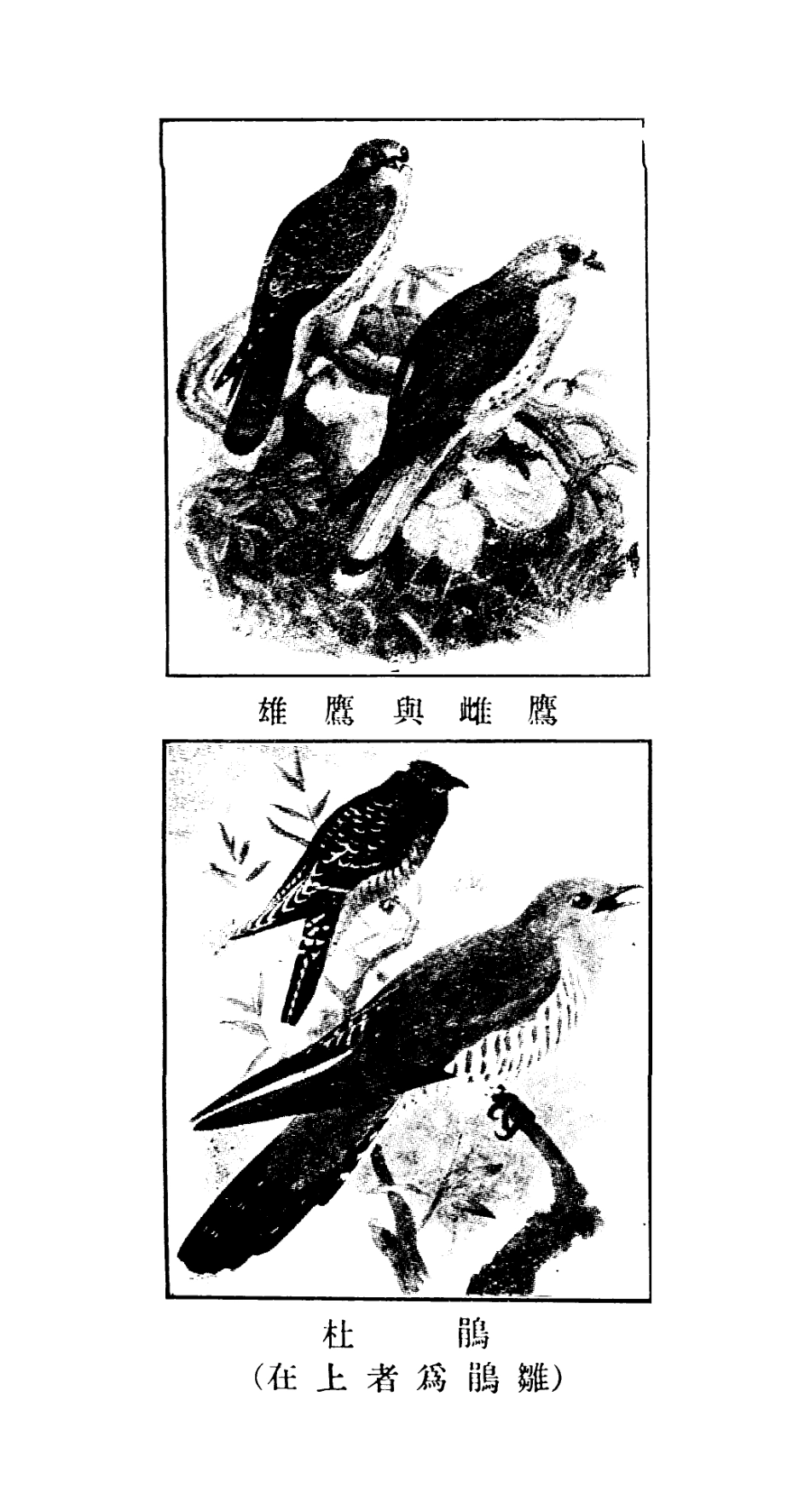 106731-百科小叢書四季禽類_王雲五上海商務 .pdf_第2页
