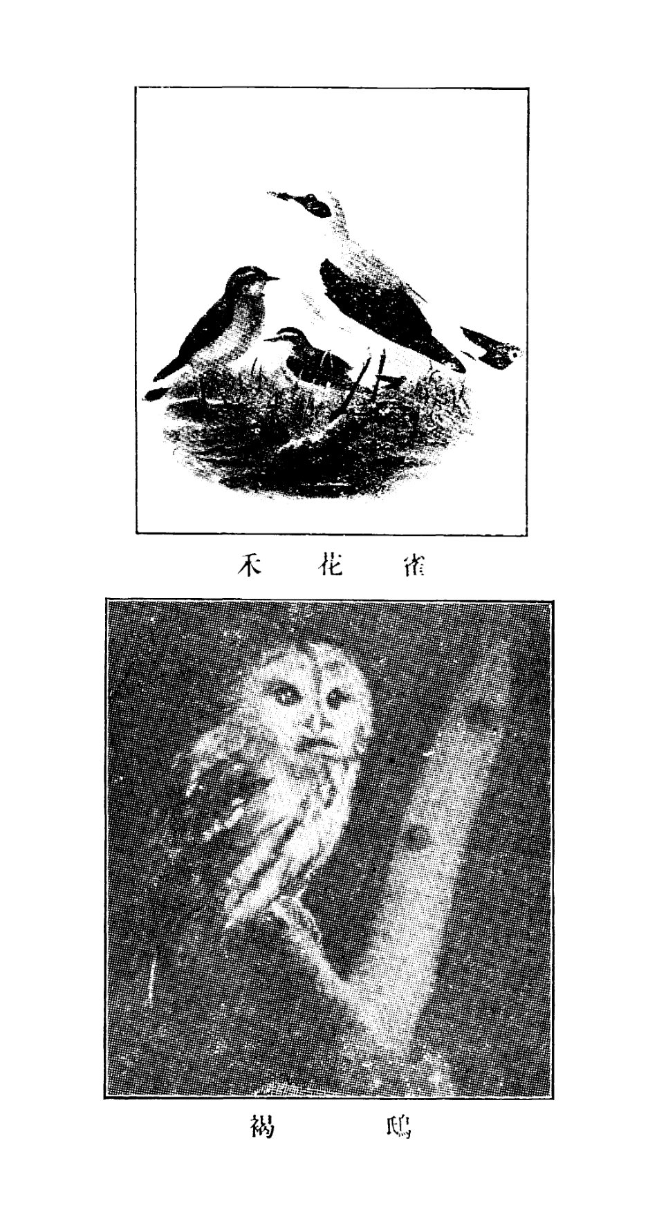 106731-百科小叢書四季禽類_王雲五上海商務 .pdf_第3页